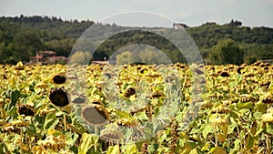 Italy. Tuscany. field of sunflowers