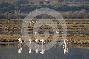 Italy Tuscany Grosseto Castiglione della pescaia, maremma, along the river Bruna Diaccia Botrona, flamingos in the lagoon feed at