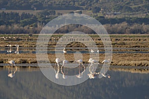 Italy Tuscany Grosseto Castiglione della pescaia, maremma, along the river Bruna Diaccia Botrona, flamingos in the lagoon feed at