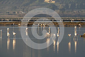 Italy Tuscany Grosseto Castiglione della pescaia, maremma, along the river Bruna Diaccia Botrona, flamingos in the lagoon feed at