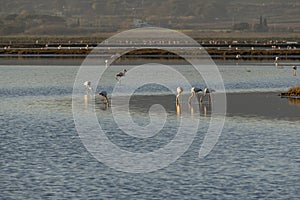 Italy Tuscany Grosseto Castiglione della pescaia, maremma, along the river Bruna Diaccia Botrona, flamingos in the lagoon feed at
