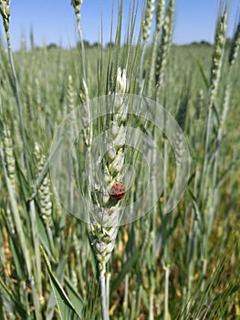 Italy, Tuscany, Grosseto Maremma, Ladybug on wheat ear