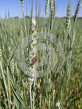 Italy, Tuscany, Grosseto Maremma, Ladybug on wheat ear