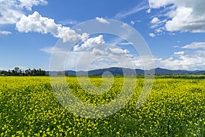 Italy Tuscany Grosseto Maremma rural landscape in bloom, rapeseed fields in flowering hills and pine forest