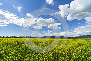 Italy Tuscany Grosseto Maremma rural landscape in bloom, rapeseed fields in flowering hills and pine forest