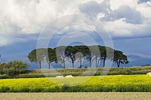 Italy Tuscany Grosseto Maremma rural landscape in bloom, rapeseed fields in flowering hills and pine forest