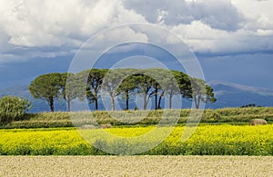 Italy Tuscany Grosseto Maremma rural landscape in bloom, rapeseed fields in flowering hills and pine forest