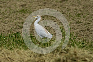 Italy Tuscany Grosseto Maremma rural landscape heron