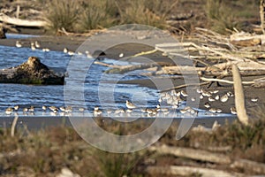 Italy, Tuscany Grosseto Marina di Alberese Natural Park Maremma, mouth of the Ombrone river, flock of pivieri on the shoreline