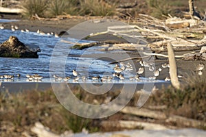 Italy, Tuscany Grosseto Marina di Alberese Natural Park Maremma, mouth of the Ombrone river, flock of pivieri on the shoreline