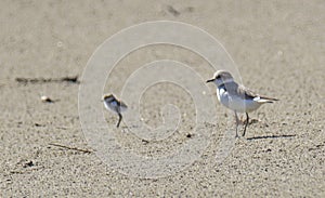 Italy Tuscany Maremma, on the beach towards Mouth of Ombrone, Calidris alba three-toed sandpiper, chick close-up view