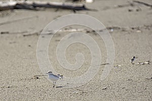 Italy Tuscany Maremma, on the beach towards Mouth of Ombrone, Calidris alba three-toed sandpiper, chick close-up view