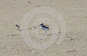 Italy Tuscany Maremma, on the beach towards Mouth of Ombrone, Calidris alba three-toed sandpiper, chick close-up view