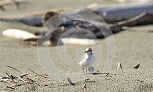 Italy Tuscany Maremma, on the beach towards Mouth of Ombrone, Calidris alba three-toed sandpiper, chick close-up view