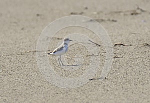 Italy Tuscany Maremma, on the beach towards Mouth of Ombrone, Calidris alba three-toed sandpiper, chick close-up view