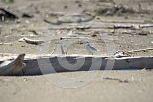 Italy Tuscany Maremma, on the beach towards Mouth of Ombrone, Calidris alba three-toed sandpiper, chick close-up view