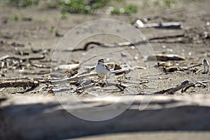 Italy Tuscany Maremma, on the beach towards Mouth of Ombrone, Calidris alba three-toed sandpiper, chick close-up view