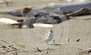 Italy Tuscany Maremma, on the beach towards Mouth of Ombrone, Calidris alba three-toed sandpiper, chick close-up view