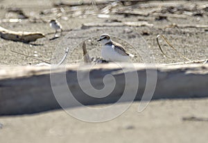 Italy Tuscany Maremma, on the beach towards Mouth of Ombrone, Calidris alba three-toed sandpiper, chick close-up view