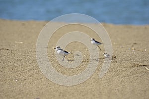 Italy Tuscany Maremma, on the beach towards Mouth of Ombrone, Calidris alba three-toed sandpiper, chick close-up view