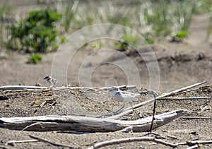 Italy Tuscany Maremma, on the beach towards Mouth of Ombrone, Calidris alba three-toed sandpiper, chick close-up view