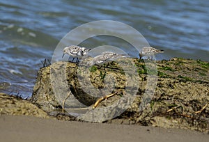 Italy Tuscany Maremma, on the beach towards Mouth of Ombrone, Calidris alba three-toed sandpiper, chick close-up view