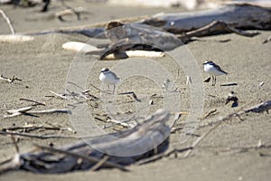 Italy Tuscany Maremma, on the beach towards Mouth of Ombrone, Calidris alba three-toed sandpiper, chick close-up view