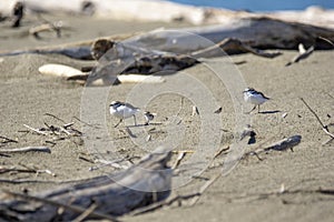 Italy Tuscany Maremma, on the beach towards Mouth of Ombrone, Calidris alba three-toed sandpiper, chick close-up view