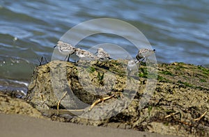 Italy Tuscany Maremma, on the beach towards Mouth of Ombrone, Calidris alba three-toed sandpiper, chick close-up view