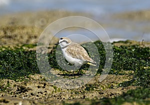 Italy Tuscany Maremma, on the beach towards Mouth of Ombrone, Calidris alba three-toed sandpiper, chick close-up view