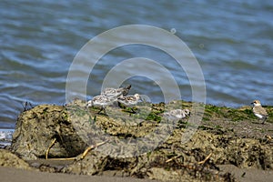 Italy Tuscany Maremma, on the beach towards Mouth of Ombrone, Calidris alba three-toed sandpiper, chick close-up view