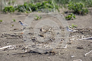 Italy Tuscany Maremma, on the beach towards Mouth of Ombrone, Calidris alba three-toed sandpiper, chick close-up view