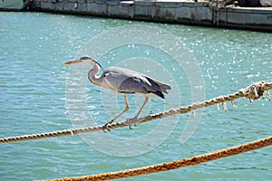 Italy, Tuscany, Maremma, Castiglione della Pescaia, a gray heron walks along the canal of the port, among tourists