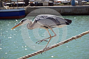 Italy, Tuscany, Maremma, Castiglione della Pescaia, a gray heron walks along the canal of the port, among tourists