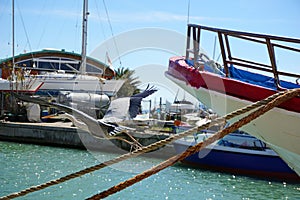 Italy, Tuscany, Maremma, Castiglione della Pescaia, a gray heron walks along the canal of the port, among tourists