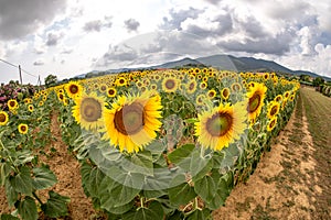 Italy Tuscany Maremma Castiglione della Pescaia, sunflower field, landscape close-up
