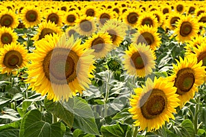 Italy Tuscany Maremma Castiglione della Pescaia, sunflower field, landscape close-up