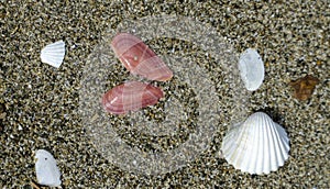 Italy Tuscany Maremma Grosseto, Principina beach with sea shells on the sand