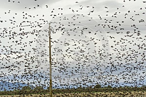 Italy Tuscany natural park of the Maremma, called the Uccellina Alberese park, flock of thousands of starlings in flight