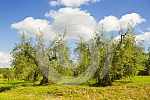 Italy. Tuscany. Olive plantations