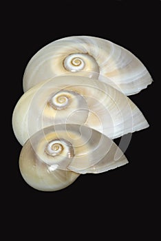 Italy, Tuscany Principina a Mare, Grosseto, Trio Di Shells, Neverit Josephinia, Focus Stacking