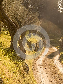 Italy, Tuscany, the street in the bush . photo