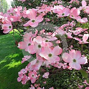Cornus flowers Dogwood trees photo