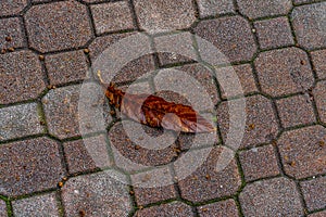 Italy, Varenna, Lake Como, HIGH ANGLE VIEW OF leaf ON FOOTPATH