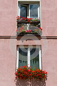 Italy, Venice, Burano island. Traditional colorful walls and windows with bright pink shutters and flowers in the pot