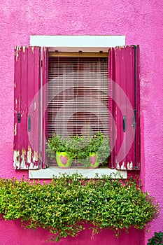 Italy, Venice, Burano island. Traditional colorful walls and windows with bright pink shutters and flowers in the pot.