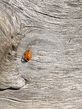 ItalyTuscany Grosseto Beach of Principina a Mare, Ladybug on Wood