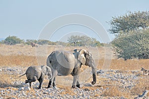 Itching elephant calf at Okaukeujo