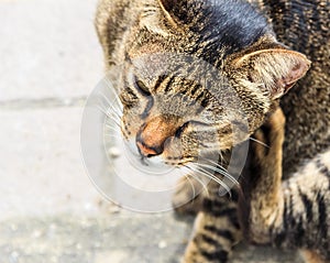 Itching Tabby Cat, Close up
