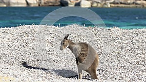 Itchy baby kangaroo on lucky bay beach in Cape Le Grand National Park